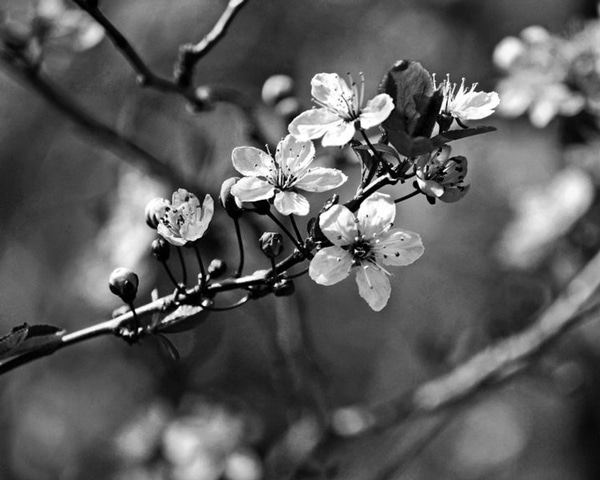 Behind the Camera Black and White Film Flowers
